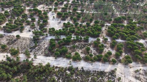 Terreno agrícola em Grândola
