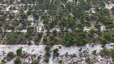Terreno agrícola em Grândola