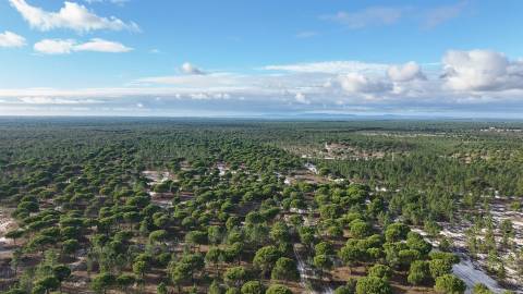 Terreno agrícola em Grândola