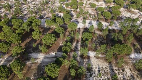 Terreno agrícola em Grândola