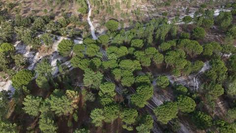Terreno agrícola em Grândola