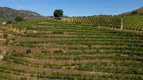Quinta de Batéu – Douro Vinhateiro
