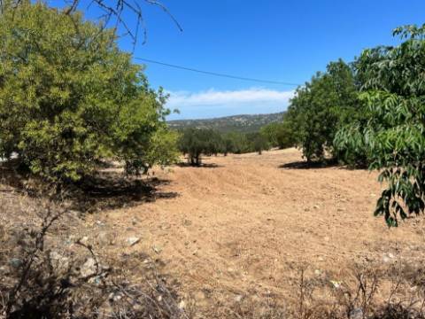 Terreno Rústico  Venda em Santa Bárbara de Nexe,Faro