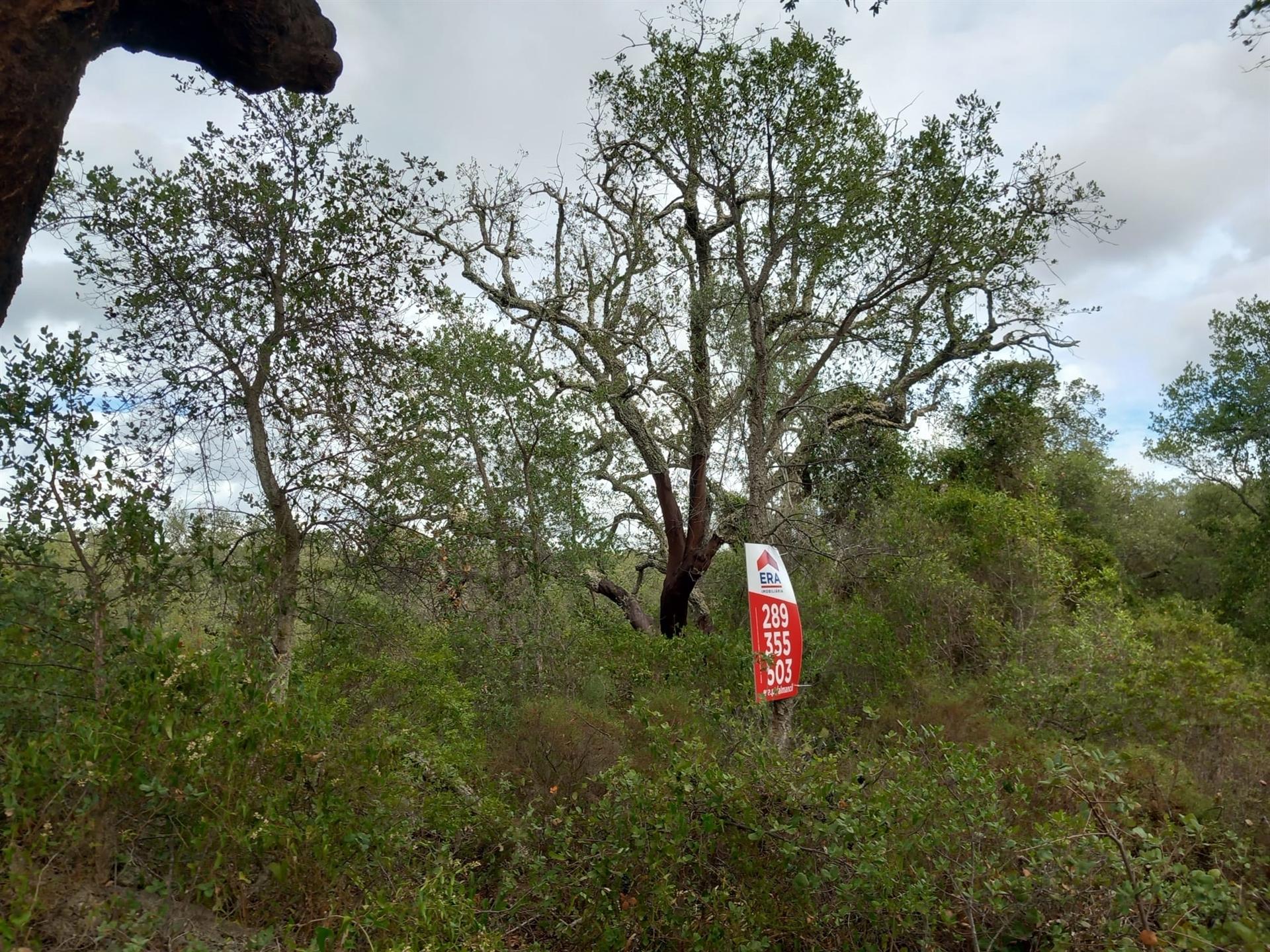 Terreno Rústico  Venda em Santa Bárbara de Nexe,Faro