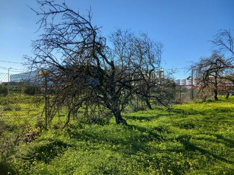 Terreno Rústico  Venda em Santa Bárbara de Nexe,Faro