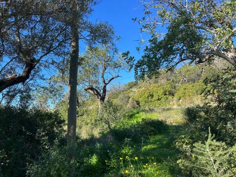 Terreno Para Construção  Venda em Santa Bárbara de Nexe,Faro
