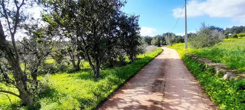 Terreno Rústico  Venda em Boliqueime,Loulé