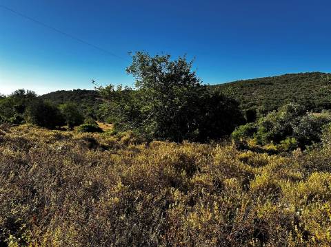 Terreno Rústico  Venda em Santa Bárbara de Nexe,Faro