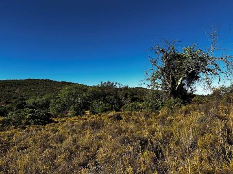 Terreno Rústico  Venda em Santa Bárbara de Nexe,Faro