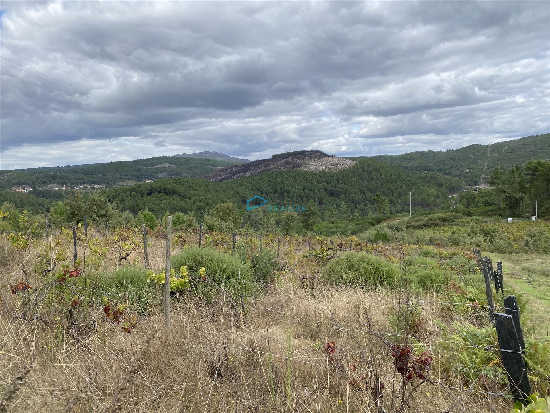 Terreno  Venda em Parada de Pinhão,Sabrosa