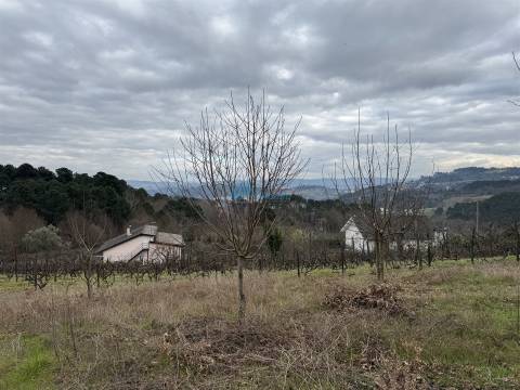 Terreno Rústico  Venda em Vila Marim,Vila Real