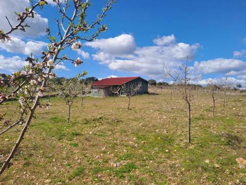 Terreno com arvores de fruto e uma construção, em Miranda do Douro.