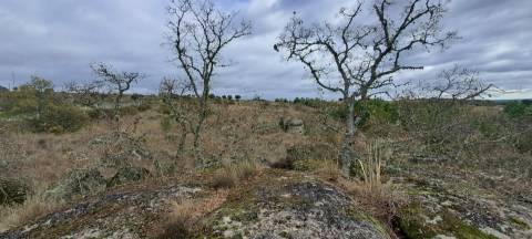 Terreno Rústico  Venda em Sendim e Atenor,Miranda do Douro