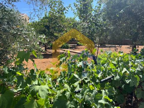 Moradia T4, no centro de Estremoz com quintal