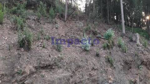 Terreno  na Vila Cucujães, Oliveira de Azeméis.