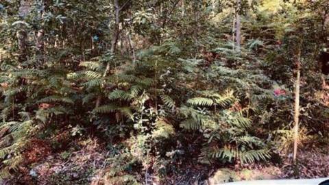 Terreno Florestal em Romariz, Santa Maria da Feira