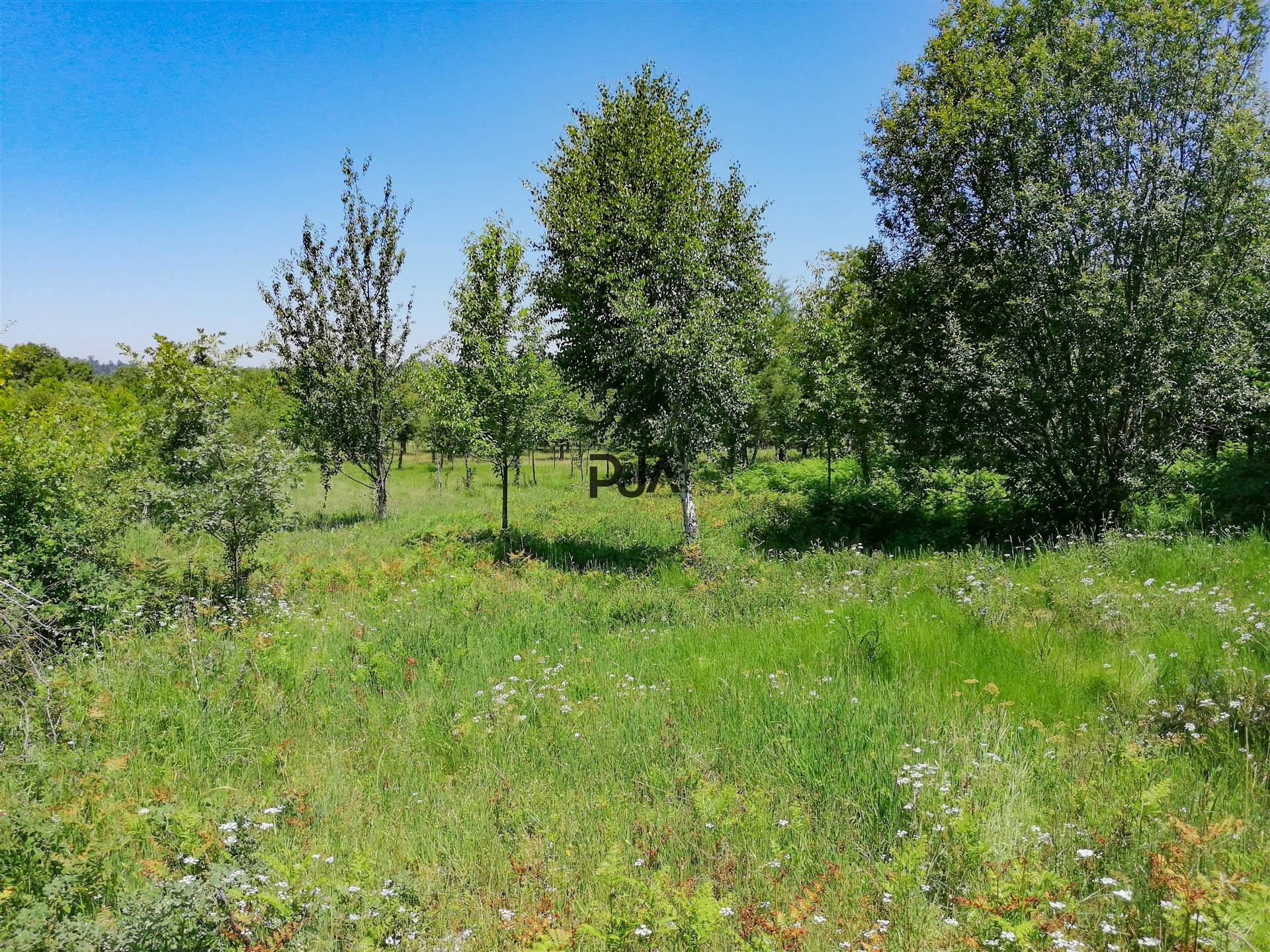 Terreno agrícola em Quintela de Azurara, Mangualde
