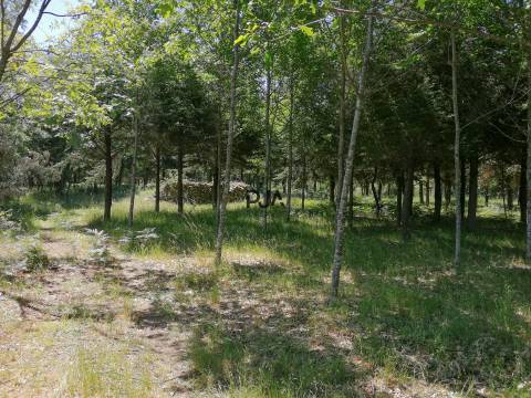 Terreno agrícola em Quintela de Azurara, Mangualde