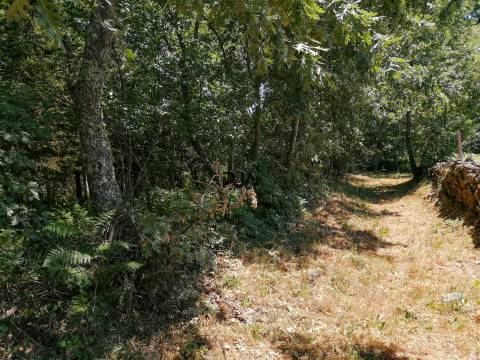 Terreno agrícola em Quintela de Azurara, Mangualde