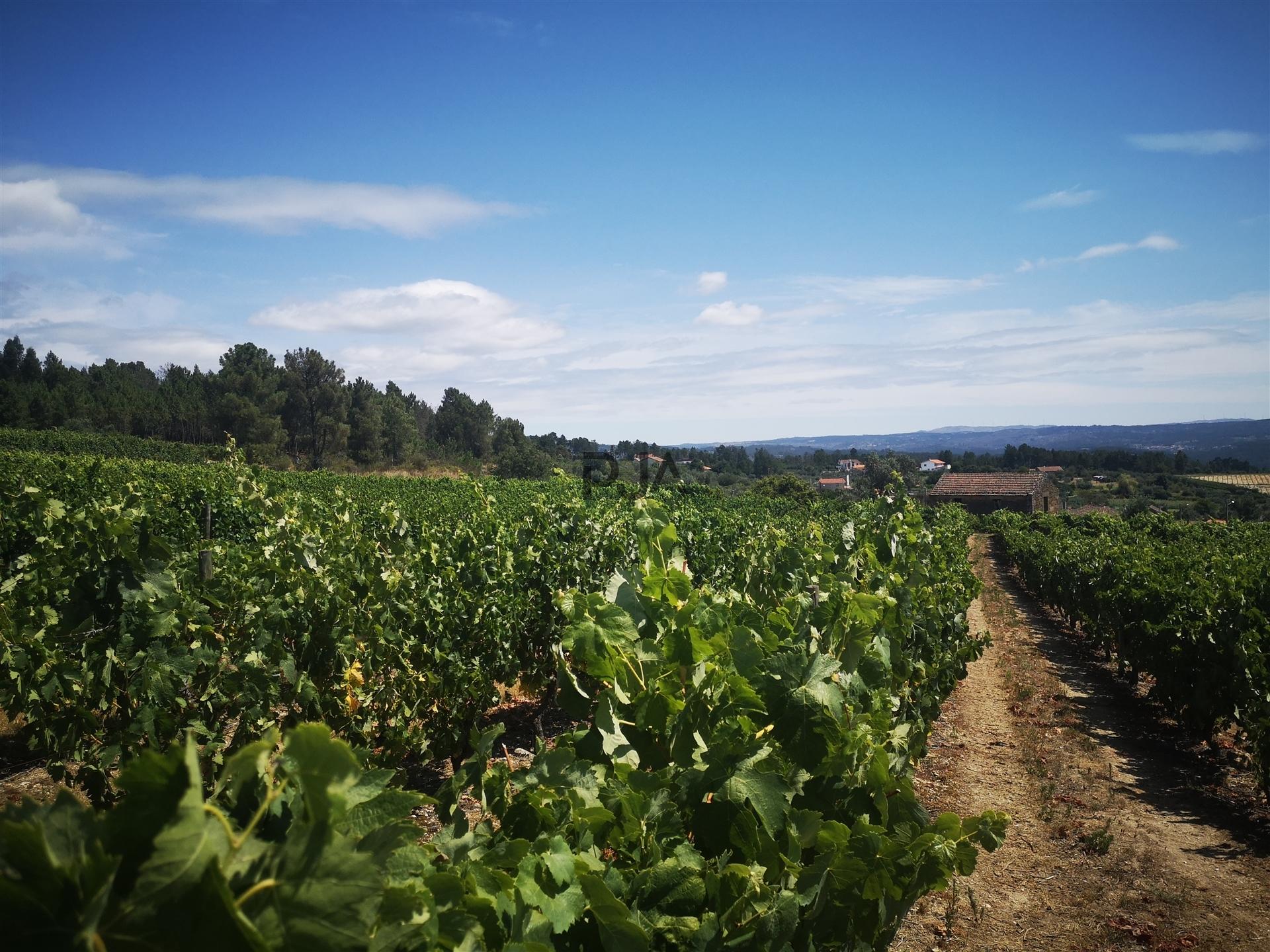Quinta Agrícola em Campina, Penalva do Castelo