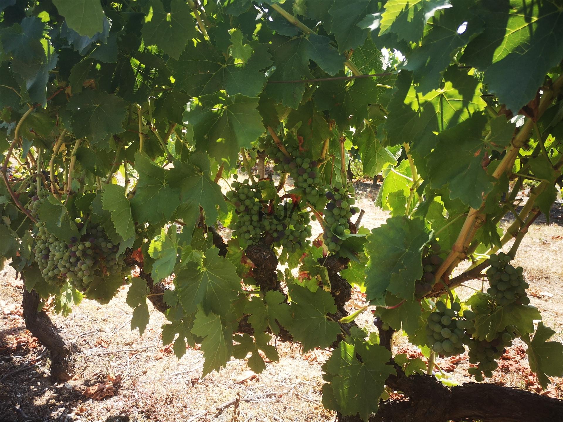 Quinta Agrícola em Campina, Penalva do Castelo