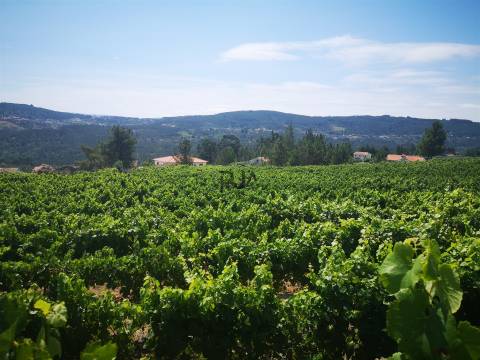 Quinta Agrícola em Campina, Penalva do Castelo