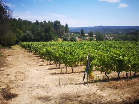 Quinta Agrícola em Campina, Penalva do Castelo
