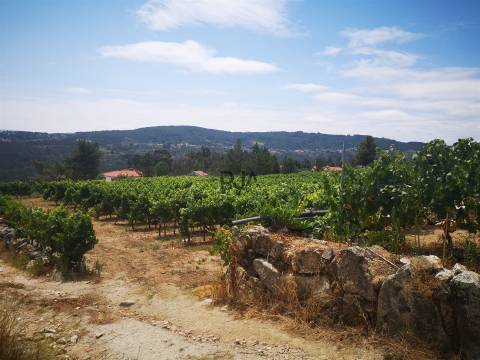 Quinta Agrícola em Campina, Penalva do Castelo