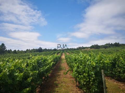 Quinta Agrícola em Campina, Penalva do Castelo