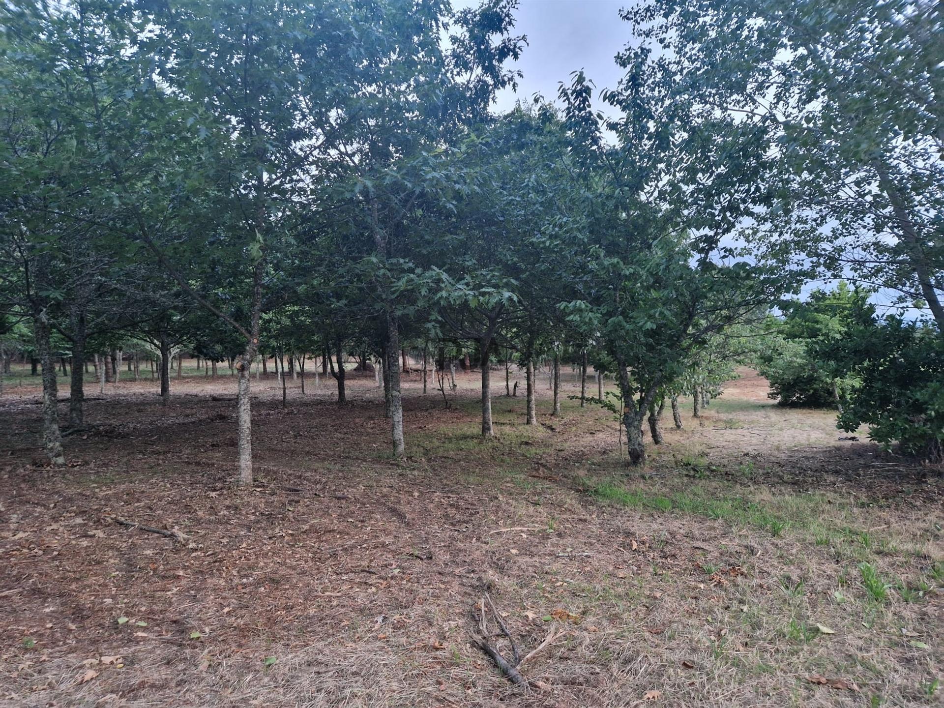 Quinta com 2ha em Fornos de Algodres