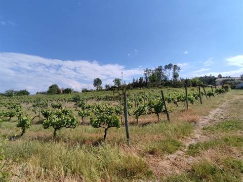 Quinta com 1,8ha em Sezures, Penalva do Castelo