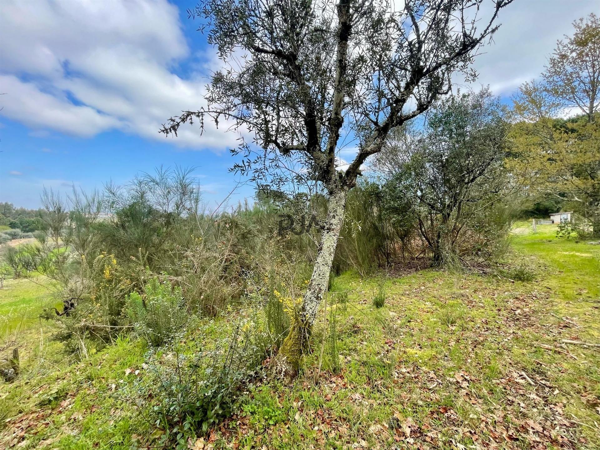Terrenos mistos em Santar