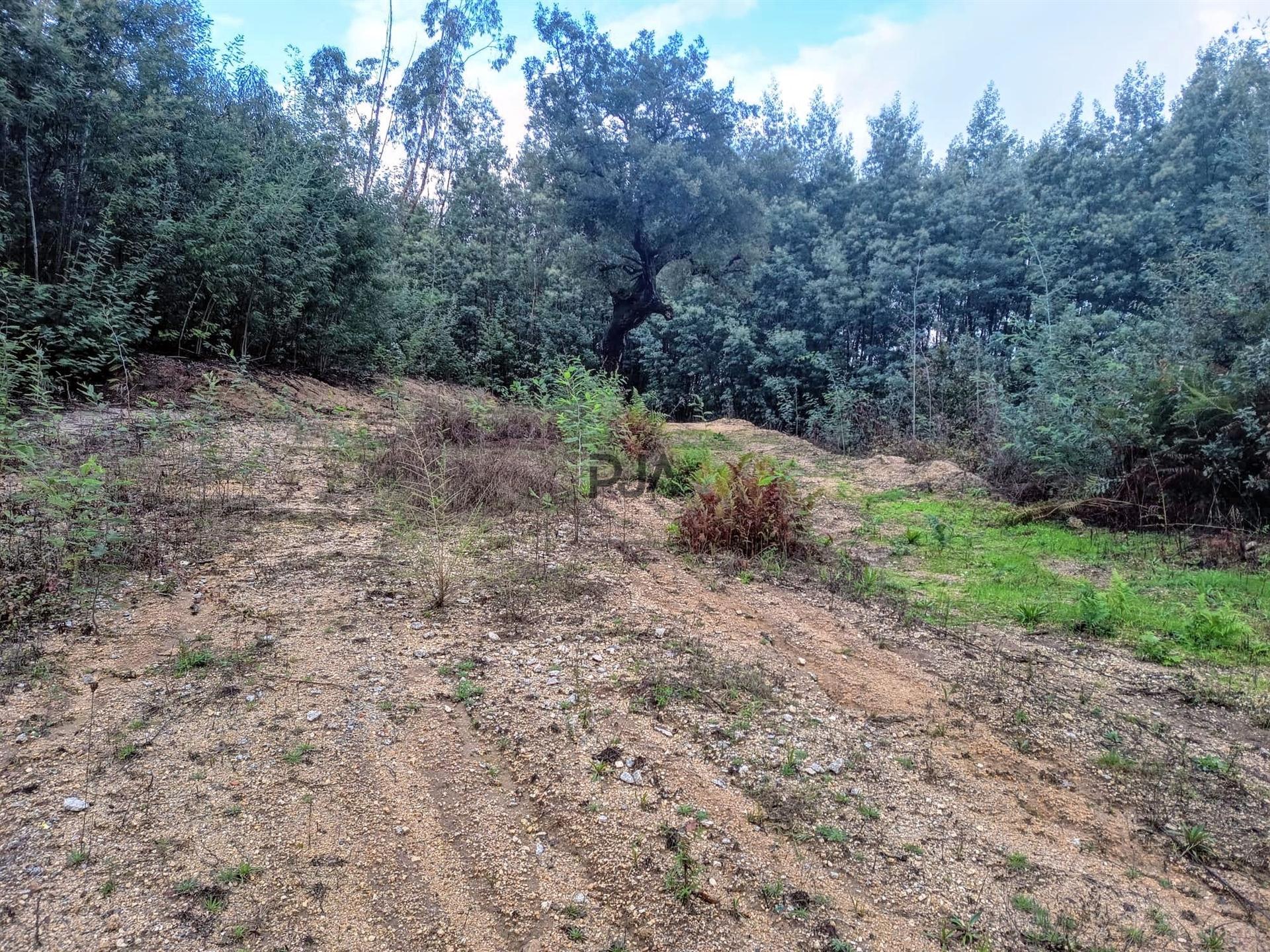 Terreno Misto em Treixedo, Santa Comba Dão