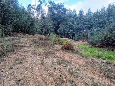 Terreno Misto em Treixedo, Santa Comba Dão