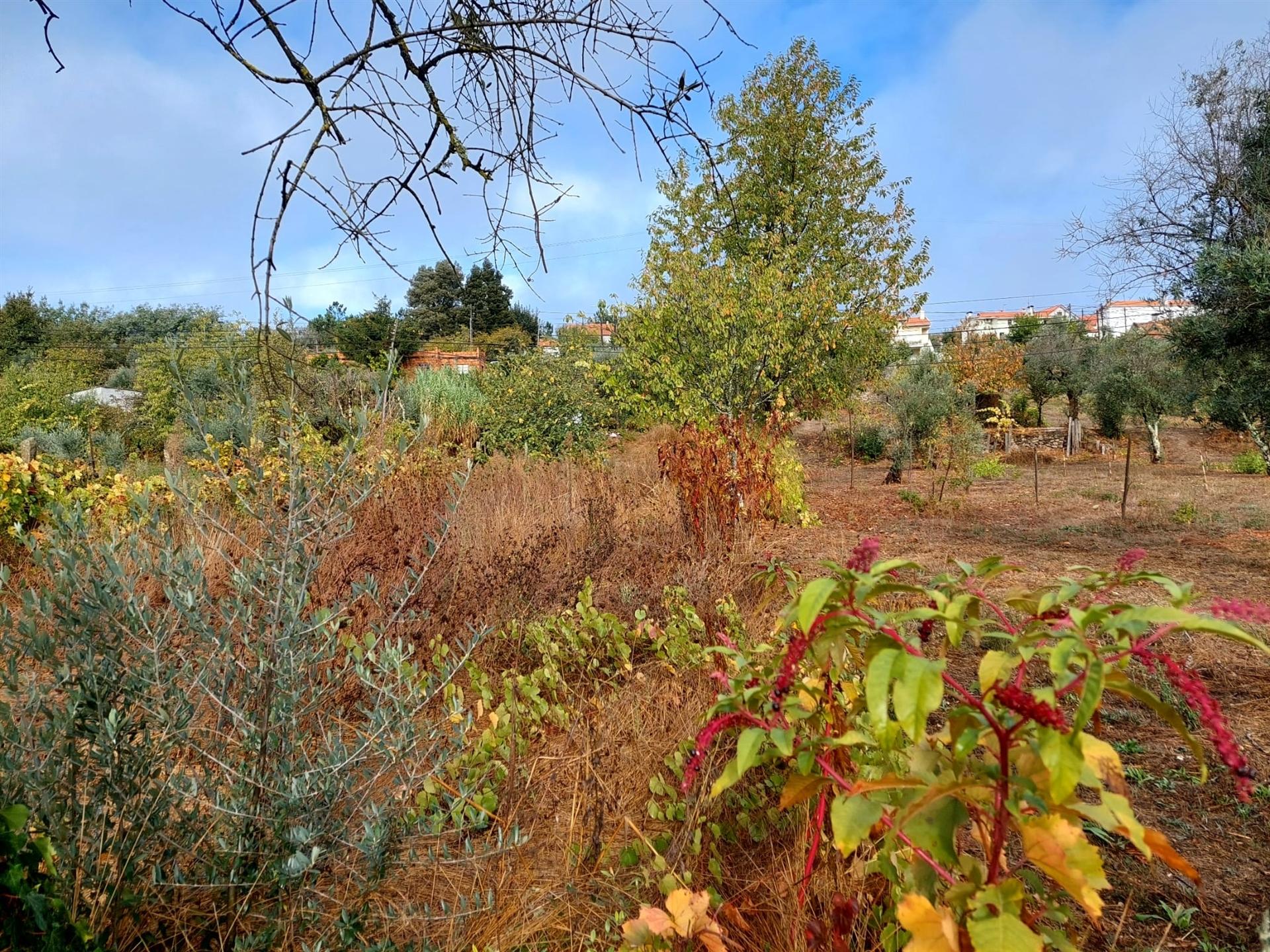 Terreno Rútico  em Santo André, Mangualde