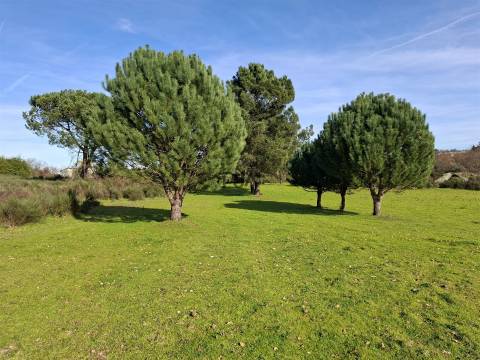 Quinta com 4,6Ha em Mangualde