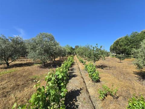 Quinta com cerca de 6.500 m² em Póvoa de Cervães, Mangualde