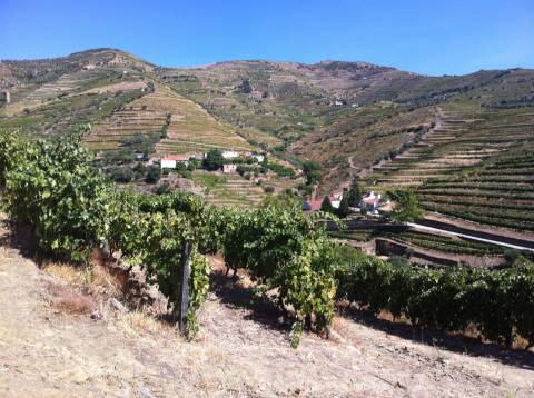 Quinta no Douro ao Pinhão