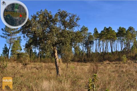 Terreno com 26.000 m² à venda em Castelo Branco.