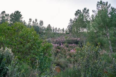Terreno Rústico  Venda em Sarzedas,Castelo Branco