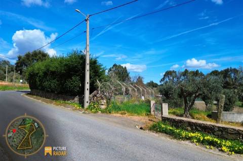 Terreno 2.680m² | Poço e Olival | Palvarinho, Castelo Branco