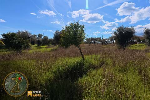 Terreno 2.680m² | Poço e Olival | Palvarinho, Castelo Branco