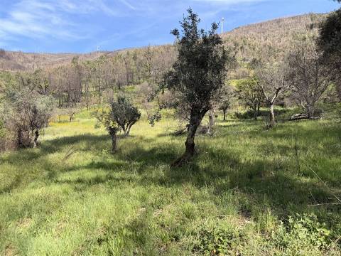 Terreno Rústico  Venda em São Vicente da Beira,Castelo Branco