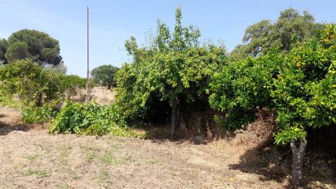 Terreno Rústico  Venda em Escalos de Cima e Lousa,Castelo Branco