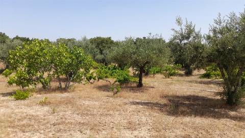 Terreno Rústico  Venda em Escalos de Cima e Lousa,Castelo Branco