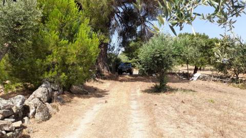 Terreno Rústico  Venda em Escalos de Cima e Lousa,Castelo Branco