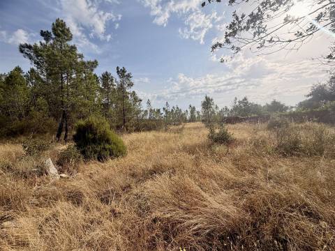 Quinta  Venda em Sarzedas,Castelo Branco