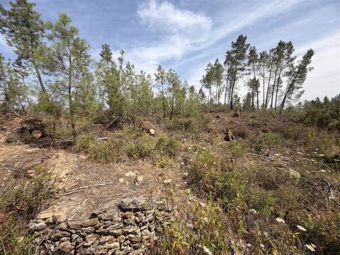 Quinta T0 Venda em Santo André das Tojeiras,Castelo Branco