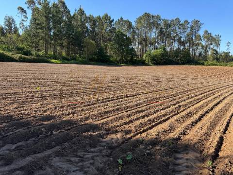 Terreno Rústico  Venda em Oliveira do Bairro,Oliveira do Bairro