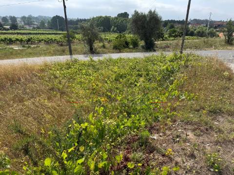 Terreno Para Construção  Venda em Amoreira da Gândara, Paredes do Bairro e Ancas,Anadia